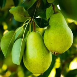 Fast Growing Trees 5-in-1 Pear Surprise Tree 10 Fast Growing Trees 5-in-1 Pear Surprise Tree