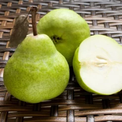 Fast Growing Trees Pear Trees D'Anjou Pear Tree