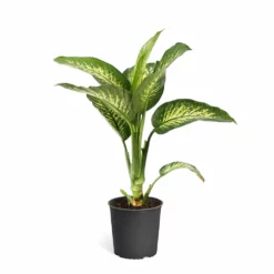 Fast Growing Trees Dieffenbachia Tropic Snow Plant 13 Fast Growing Trees Dieffenbachia Tropic Snow Plant