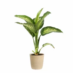 Fast Growing Trees Dieffenbachia Tropic Snow Plant 15 Fast Growing Trees Dieffenbachia Tropic Snow Plant