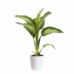 Fast Growing Trees Dieffenbachia Tropic Snow Plant 14 Fast Growing Trees Dieffenbachia Tropic Snow Plant