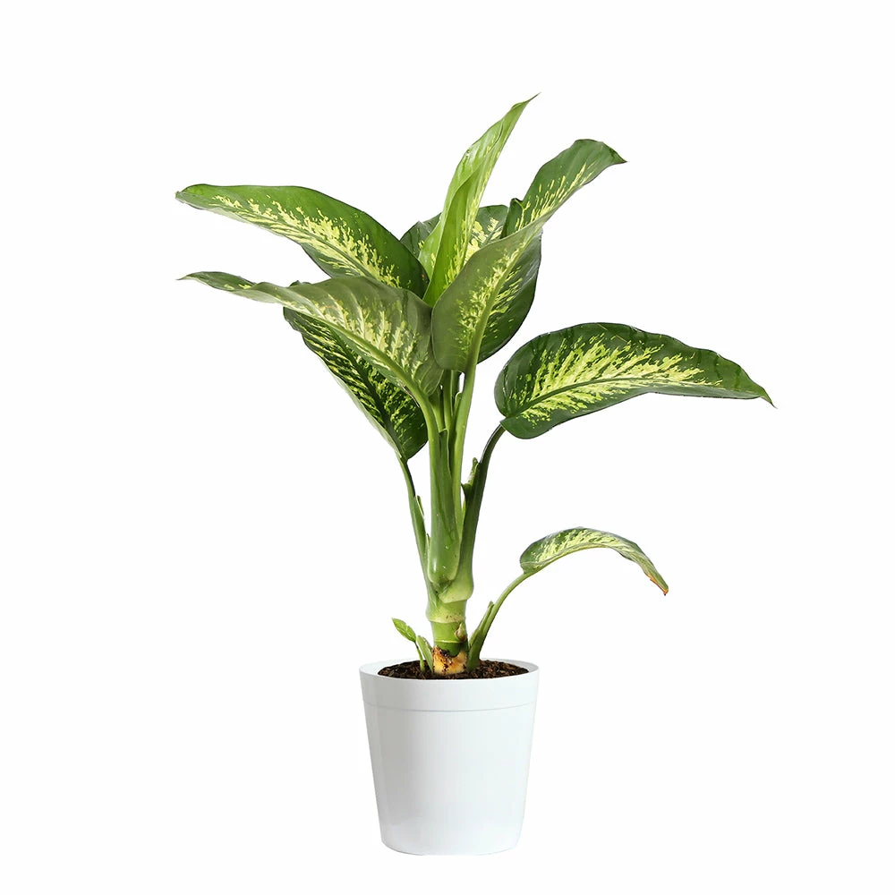 Fast Growing Trees Dieffenbachia Tropic Snow Plant 8 Fast Growing Trees Dieffenbachia Tropic Snow Plant