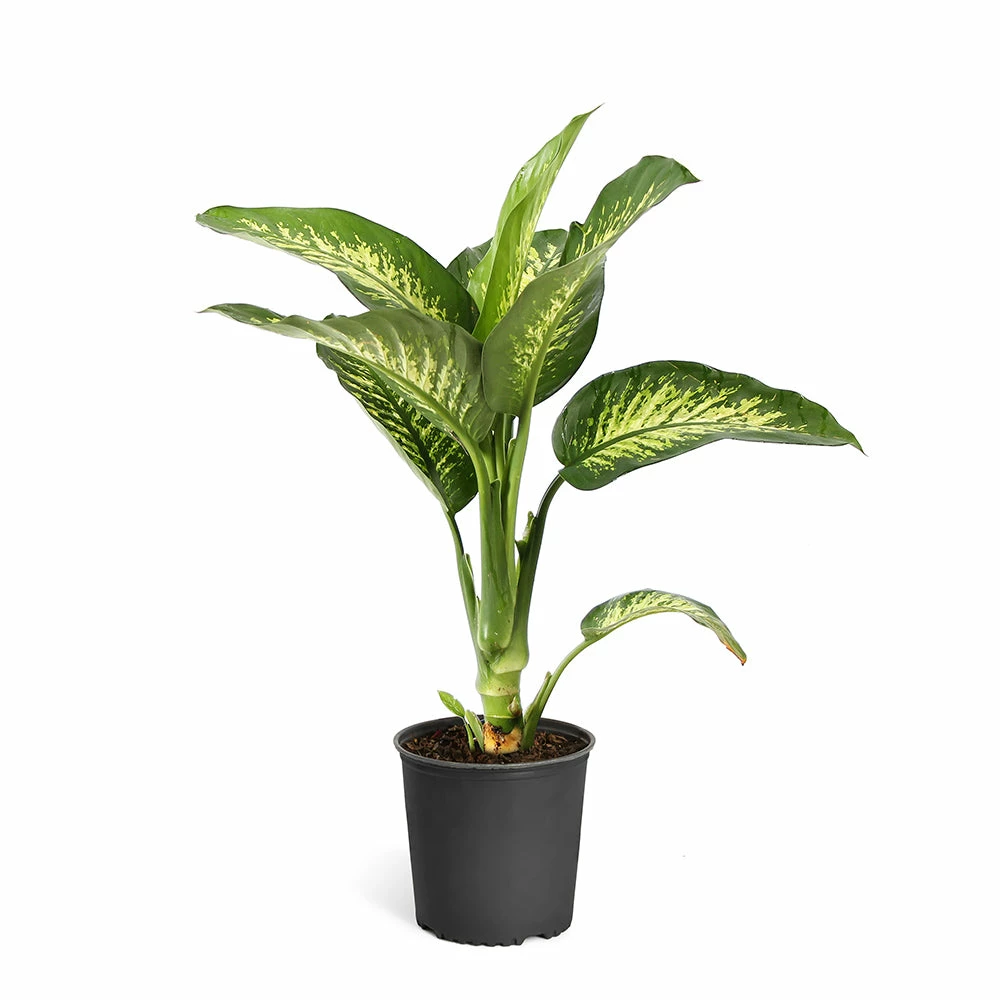 Fast Growing Trees Dieffenbachia Tropic Snow Plant 7 Fast Growing Trees Dieffenbachia Tropic Snow Plant