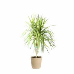 Fast Growing Trees Air Purifying House Plants Braided Madagascar Dragon Tree 23 Fast Growing Trees Air Purifying House Plants Braided Madagascar Dragon Tree