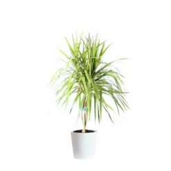Fast Growing Trees Air Purifying House Plants Braided Madagascar Dragon Tree 22 Fast Growing Trees Air Purifying House Plants Braided Madagascar Dragon Tree