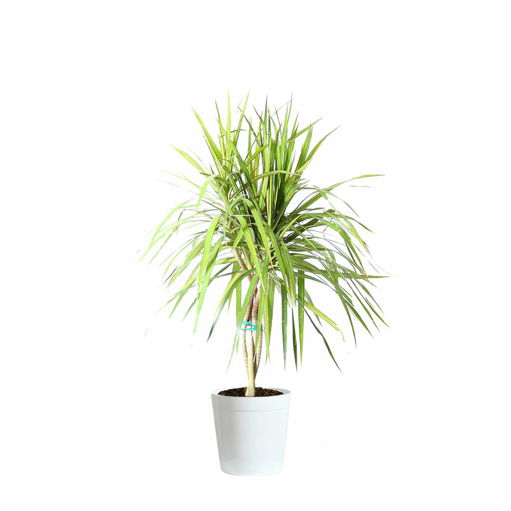 Fast Growing Trees Air Purifying House Plants Braided Madagascar Dragon Tree 10 Fast Growing Trees Air Purifying House Plants Braided Madagascar Dragon Tree