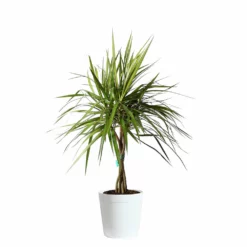Fast Growing Trees Air Purifying House Plants Braided Madagascar Dragon Tree 20 Fast Growing Trees Air Purifying House Plants Braided Madagascar Dragon Tree