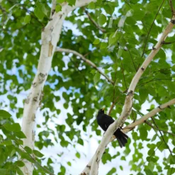 Fast Growing Trees Birch Trees Dakota Pinnacle Birch Tree 9 Fast Growing Trees Birch Trees Dakota Pinnacle Birch Tree