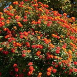 Fast Growing Trees Deer Resistant Plants Dallas Red Lantana