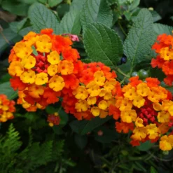 Fast Growing Trees Deer Resistant Plants Dallas Red Lantana