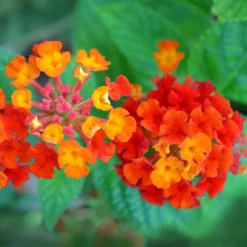 Fast Growing Trees Deer Resistant Plants Dallas Red Lantana