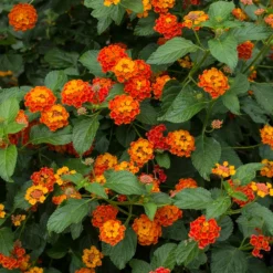 Fast Growing Trees Deer Resistant Plants Dallas Red Lantana