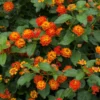 Fast Growing Trees Deer Resistant Plants Dallas Red Lantana
