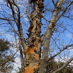 Fast Growing Trees Elm Trees DannaSpire Columnar Elm Tree 13 Fast Growing Trees Elm Trees DannaSpire Columnar Elm Tree