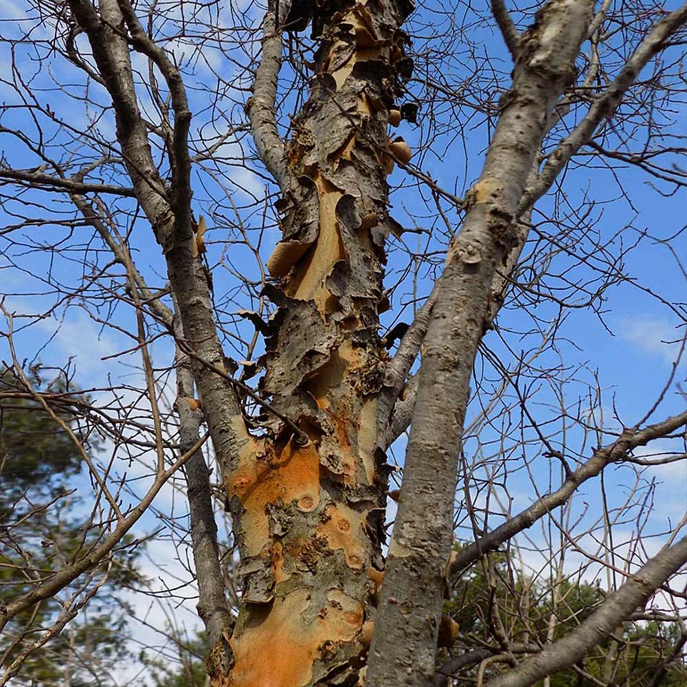 Fast Growing Trees Elm Trees DannaSpire Columnar Elm Tree 8 Fast Growing Trees Elm Trees DannaSpire Columnar Elm Tree