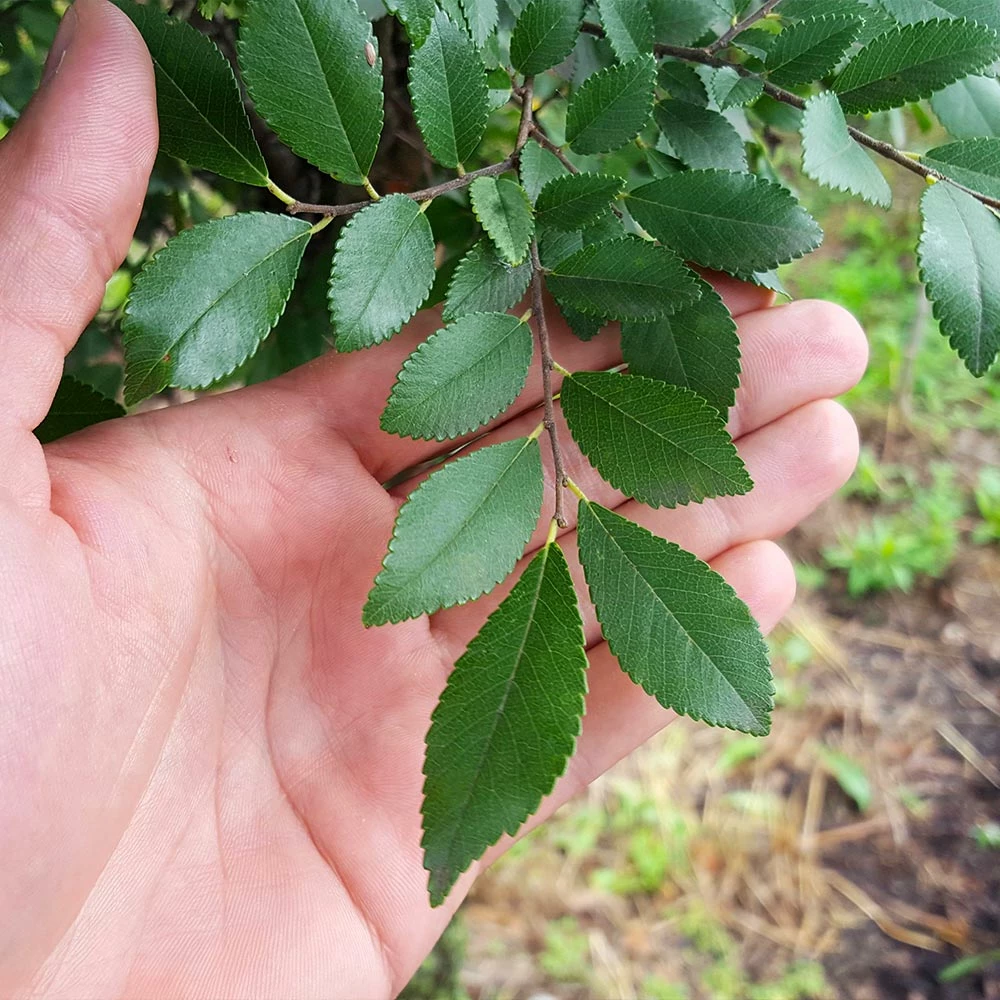 Fast Growing Trees Elm Trees DannaSpire Columnar Elm Tree 5 Fast Growing Trees Elm Trees DannaSpire Columnar Elm Tree
