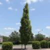 Fast Growing Trees Elm Trees DannaSpire Columnar Elm Tree