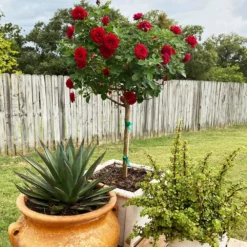 Fast Growing Trees Rose Trees Dancing In The Dark™ Rose Tree