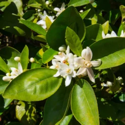 Fast Growing Trees Shop Indoor & Patio Fruit Dancy Tangerine Tree 11 Fast Growing Trees Shop Indoor & Patio Fruit Dancy Tangerine Tree