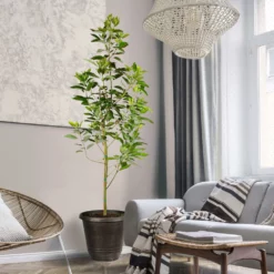 Fast Growing Trees Condo™ Avocado Tree