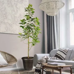 FASTGROWINGTREES Sales 50 Fast Growing Trees Condo™ Avocado Tree