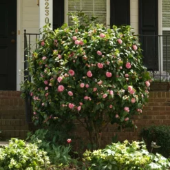 Fast Growing Trees Debutante Camellia