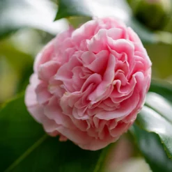 Fast Growing Trees Debutante Camellia