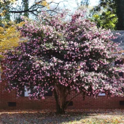 Fast Growing Trees Debutante Camellia