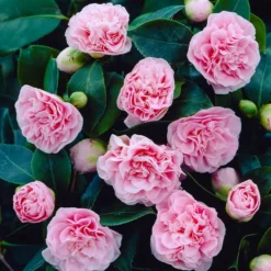 Fast Growing Trees Debutante Camellia