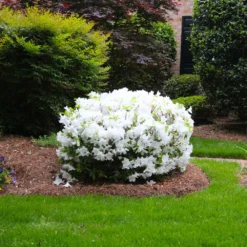 Fast Growing Trees Delaware Valley White Azalea