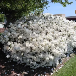 Fast Growing Trees Delaware Valley White Azalea