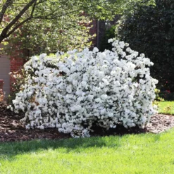 Fast Growing Trees Delaware Valley White Azalea