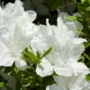 Fast Growing Trees Delaware Valley White Azalea