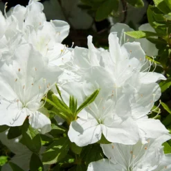 Fast Growing Trees Delaware Valley White Azalea