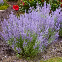 Fast Growing Trees Denim 'n Lace Russian Sage