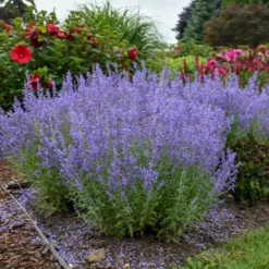 Fast Growing Trees Denim 'n Lace Russian Sage
