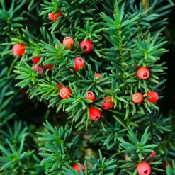 Fast Growing Trees Dense Spreading Yew