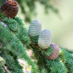 Fast Growing Trees See All Evergreen & Privacy Trees Deodar Cedar Tree