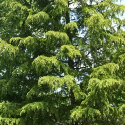 Fast Growing Trees Cedars Deodar Cedar Tree 11 Fast Growing Trees Cedars Deodar Cedar Tree