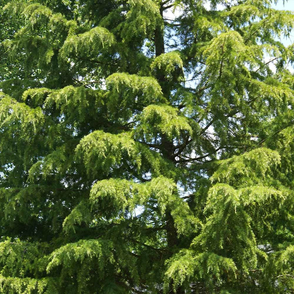 Fast Growing Trees Cedars Deodar Cedar Tree 5 Fast Growing Trees Cedars Deodar Cedar Tree