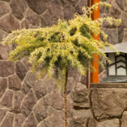 Fast Growing Trees Feelin' Sunny® Deodar Cedar Patio Tree Cedars