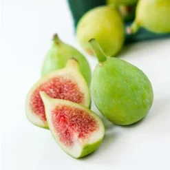 Fast Growing Trees Desert King Fig Tree Fig Trees