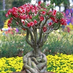 Fast Growing Trees Desert Rose'Adenium' See All Flowering Trees