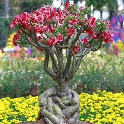Fast Growing Trees Desert Rose 'Adenium' See All Flowering Trees