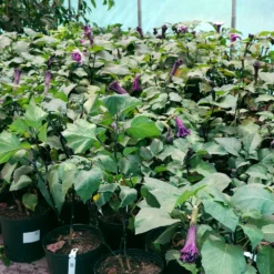 Fast Growing Trees Devil's Trumpet Plant