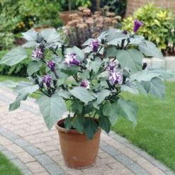 Fast Growing Trees Devil's Trumpet Plant