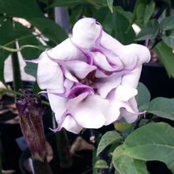 Fast Growing Trees Devil's Trumpet Plant