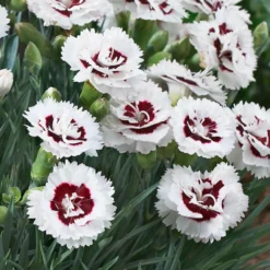 Fast Growing Trees Scent First® Coconut Surprise Dianthus Plant