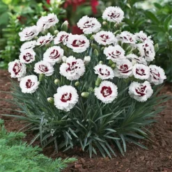 Fast Growing Trees Scent First® Coconut Surprise Dianthus Plant