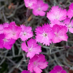 Fast Growing Trees Firewitch Dianthus Plant 9 Fast Growing Trees Firewitch Dianthus Plant
